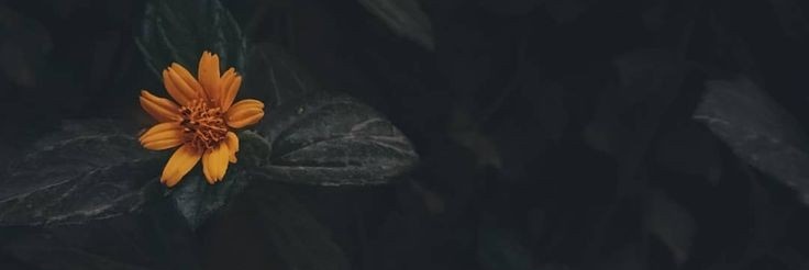 me_aashii's profile banner image