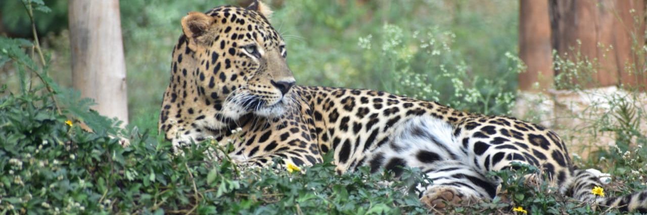 Gadag Zoo banner