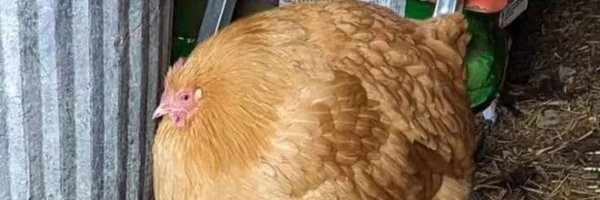 TeeTarn_n Profile Banner