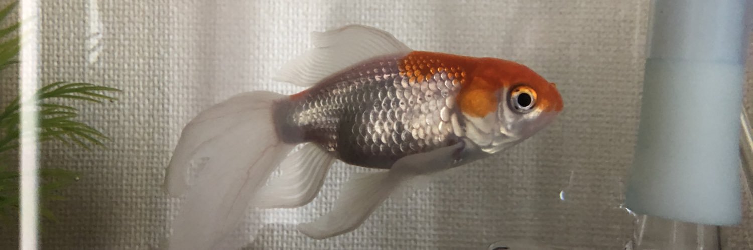 JO3KFL🐾わかやまFK183 banner