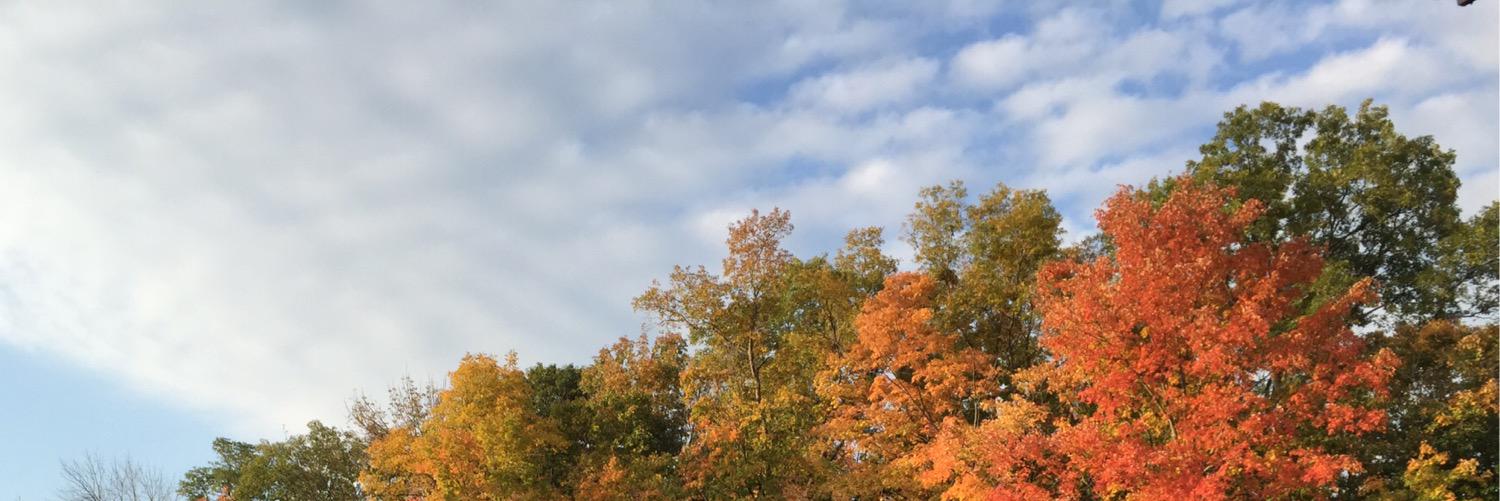 shummel's profile banner image