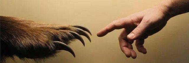 Amarok Subalpine banner