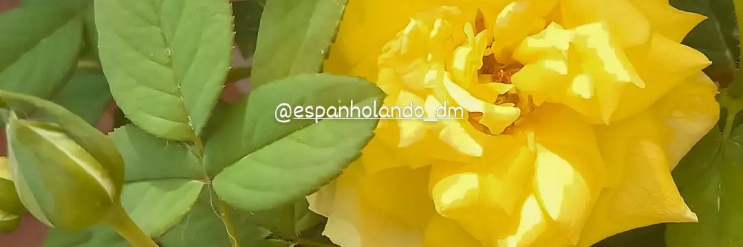 Espanholando1's profile banner image