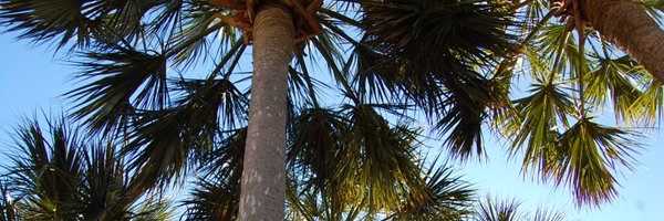 obyrii Profile Banner