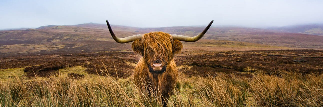 Crieff Community Council banner