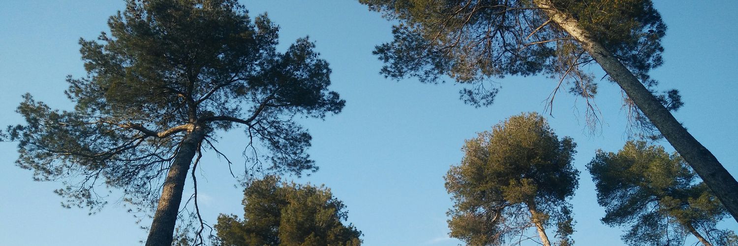 miseliang's profile banner image
