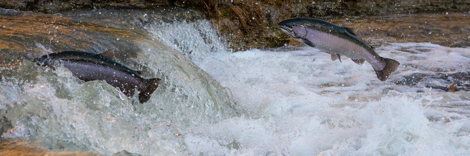 Salmon Pool (SAMON) banner