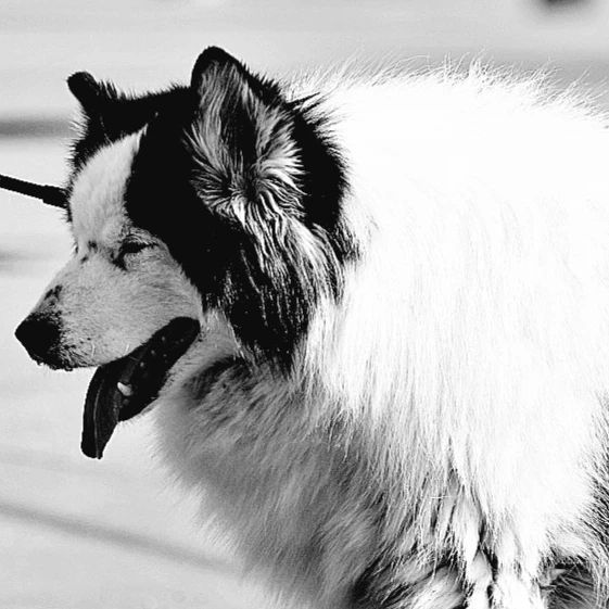 Daril Quevedo banner