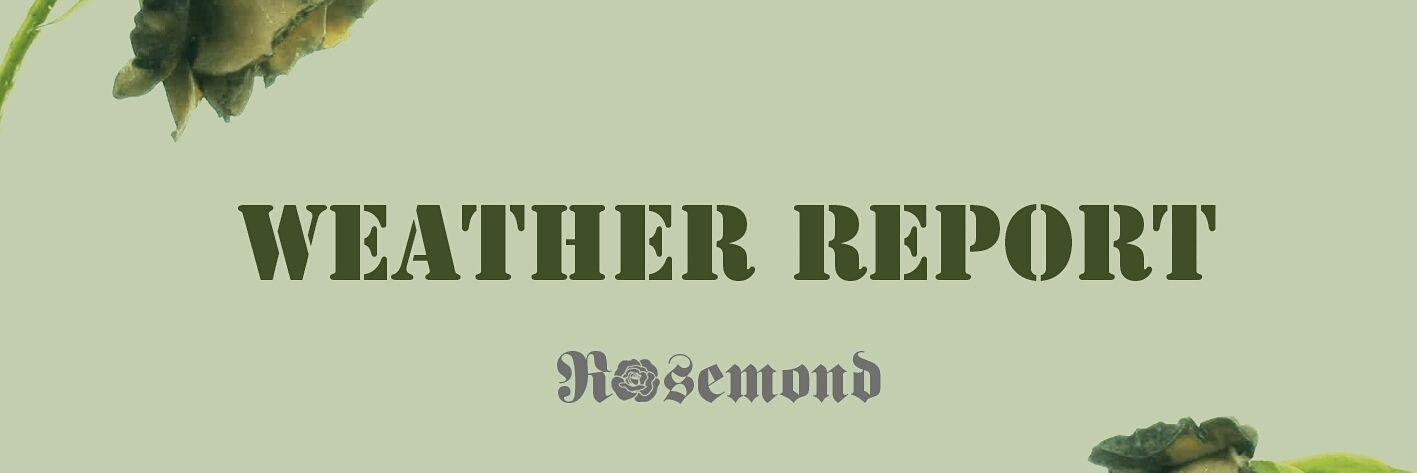 RoseMove's profile banner image