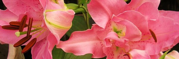 JASZY101 Profile Banner