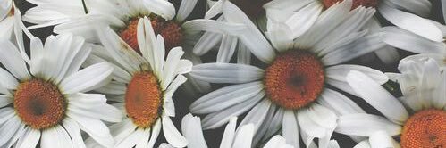 FaniFR0's profile banner image