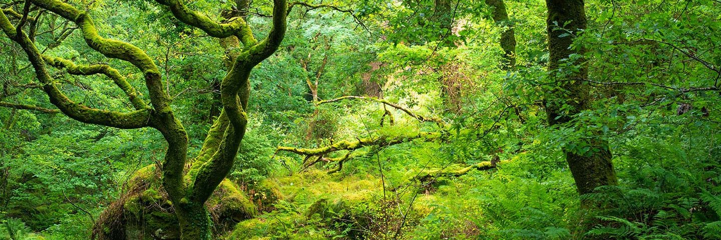 Biodiversity Capital 🇺🇦 banner