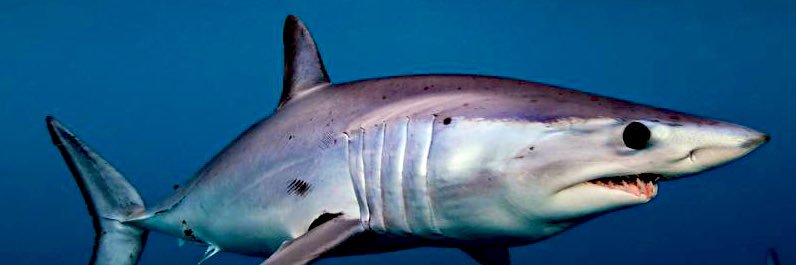 Leo 低浮上 banner