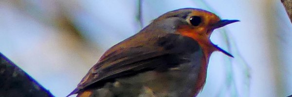 NACHOFGA Profile Banner