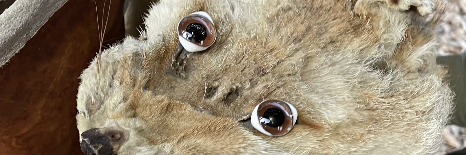 Dr. Maik Rowave banner