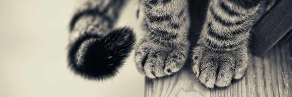 _Argent_'s profile banner image