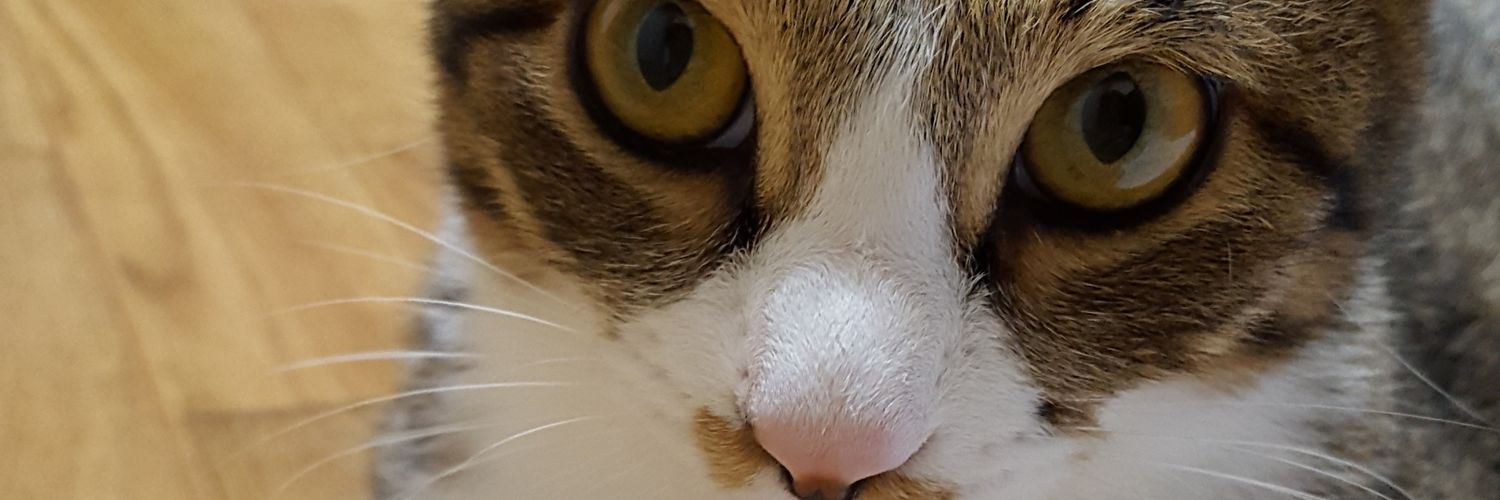 buniko27's profile banner image