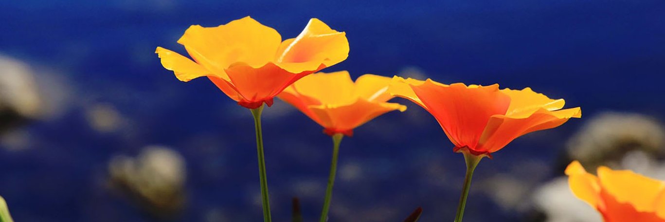 SocialTerri's profile banner image