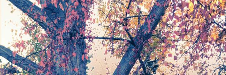 xMAGNOxo's profile banner image