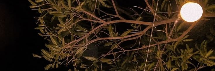 Mayar banner