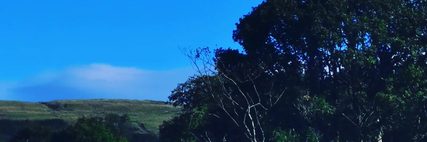 Mrs Savva (Meimaroglou) banner