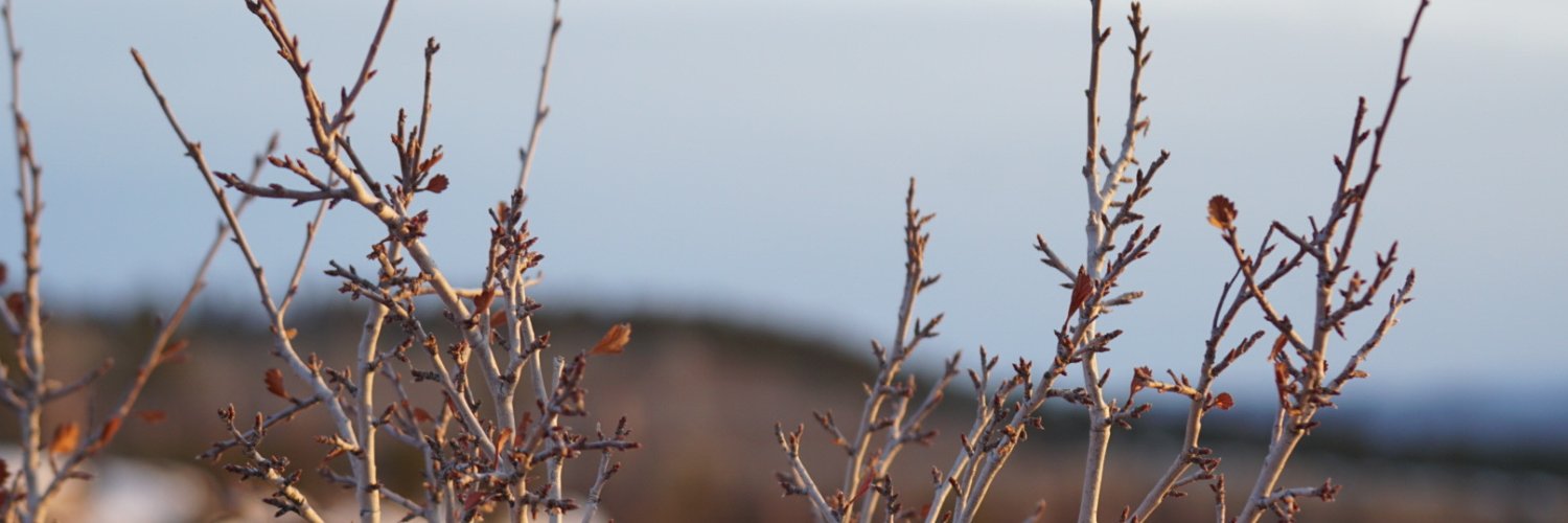 AvaKlink's profile banner image