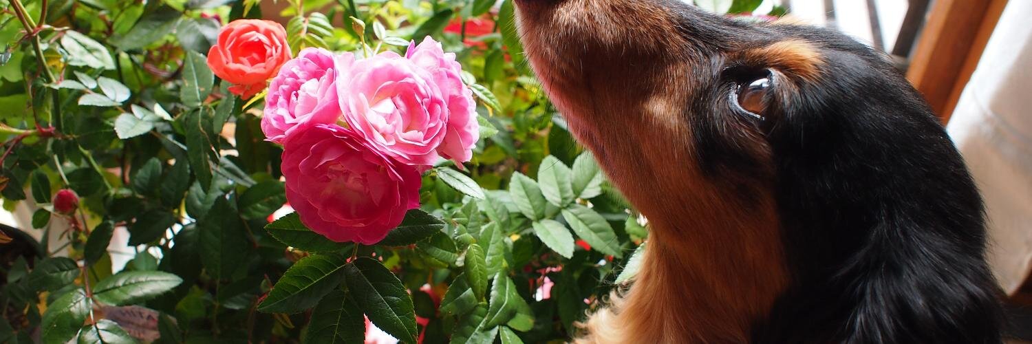 noriko6837's profile banner image