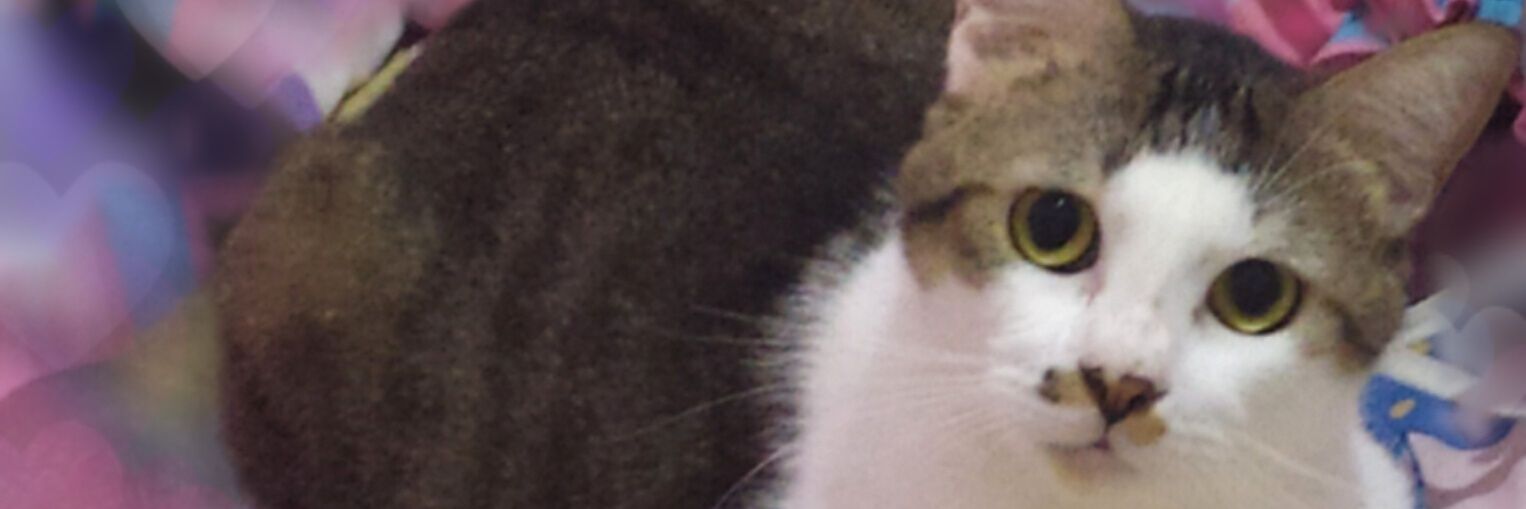 Noel_82 banner