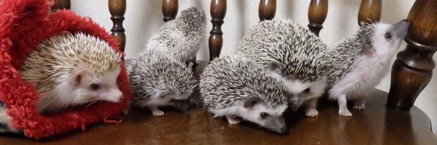 かなりん＠ハリネズミ banner