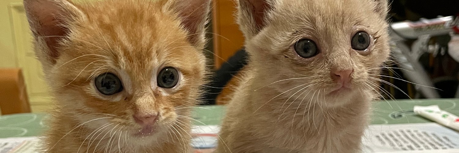 長谷川鐵門🦴🌙🌰💎🍠🖤💫☁️🍊 banner