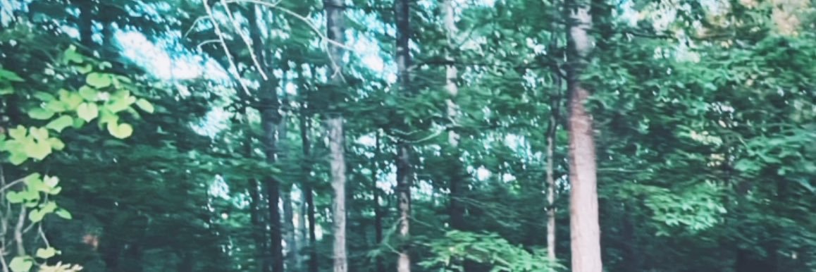 🌲 banner