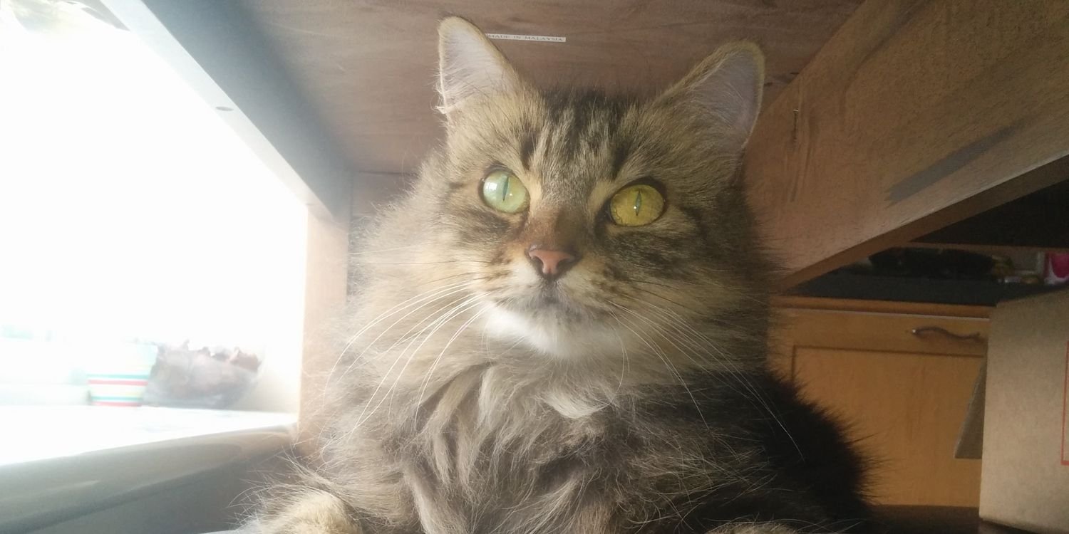 Craig Marsden banner