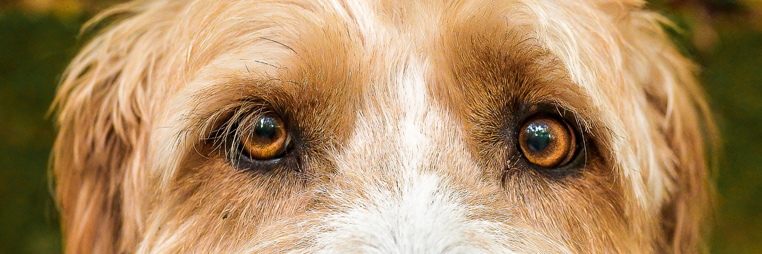 Antoinette she/her @ausprogressive #voteYES banner