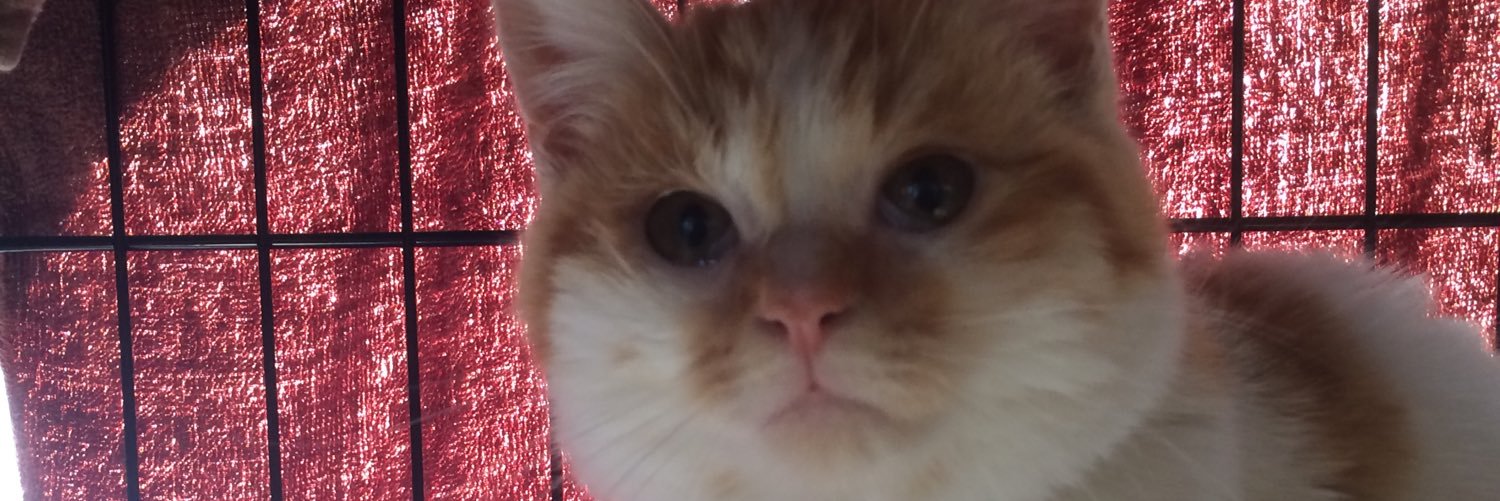 junchajuncha's profile banner image