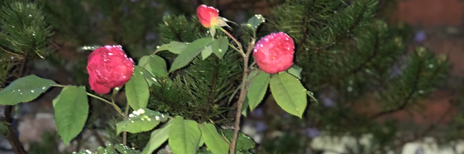 phoebelnaylor's profile banner image