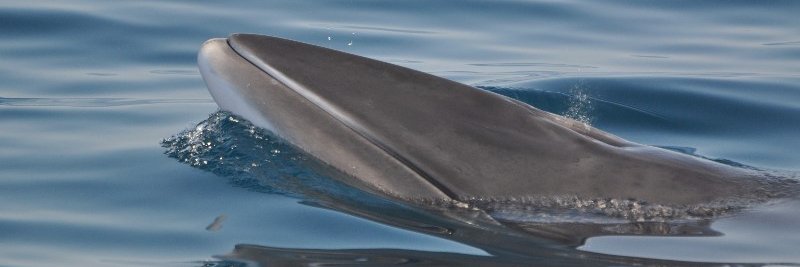 Joint Cetacean Data Programme banner