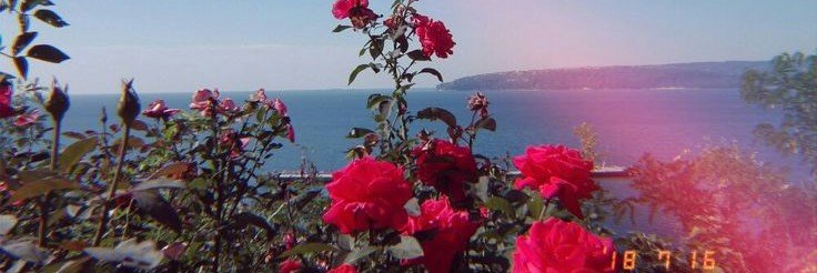 rirosela's profile banner image