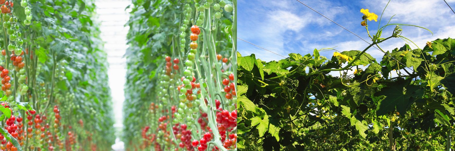 VIRTIGATION - save tomatoes & cucurbits from virus banner