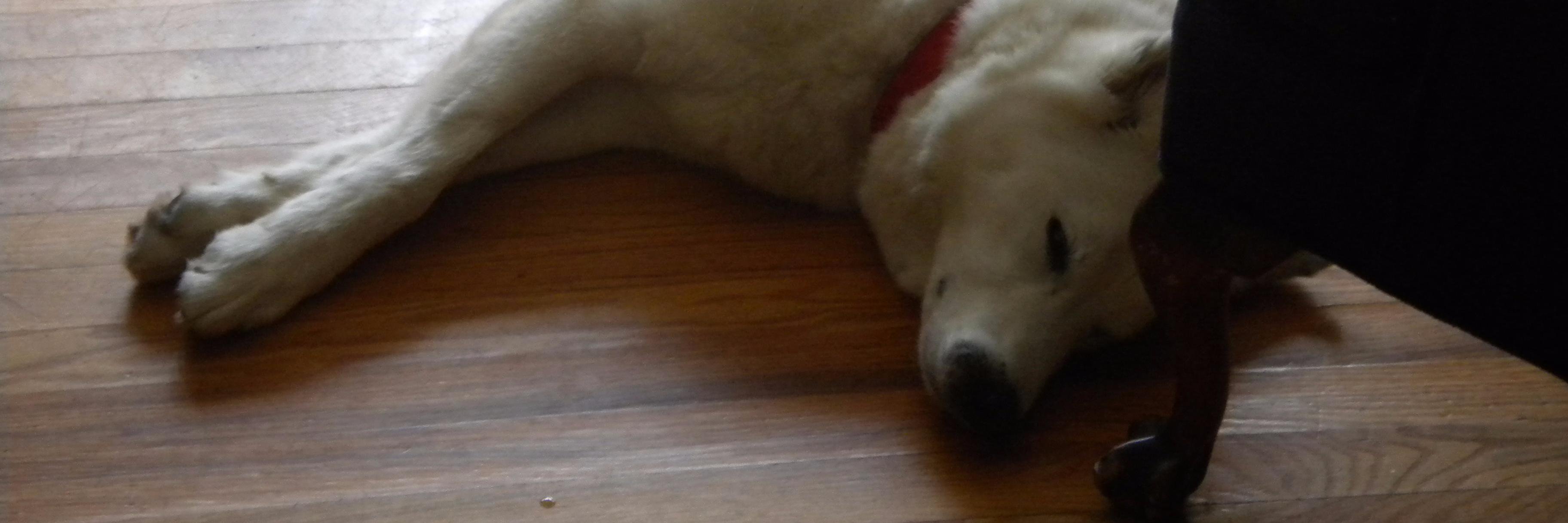 Sheila is on Bluesky now banner