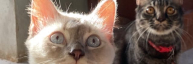 DesereeQuinto's profile banner image