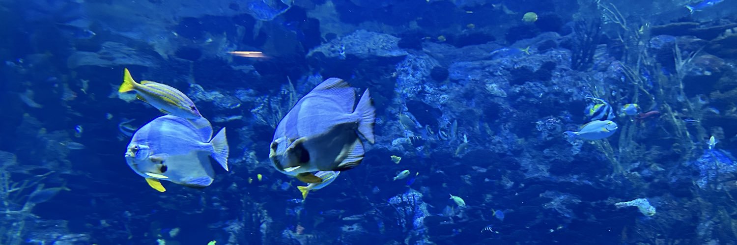 hungimage.eth banner