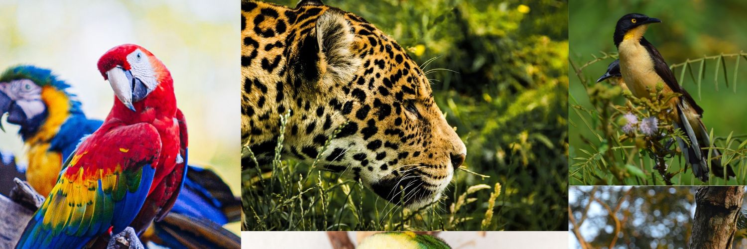 Robson da Amazônia banner