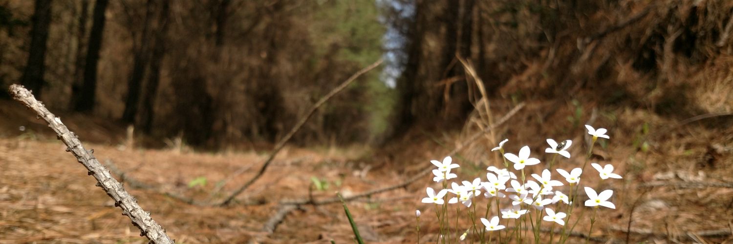 benthebearded's profile banner image