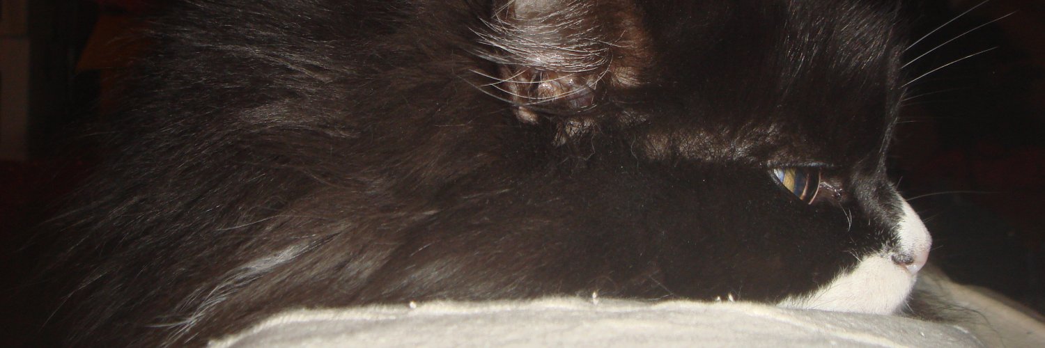 ChatJoey's profile banner image