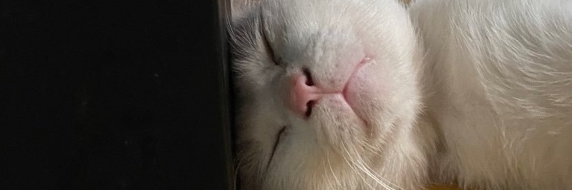 macarolinne's profile banner image