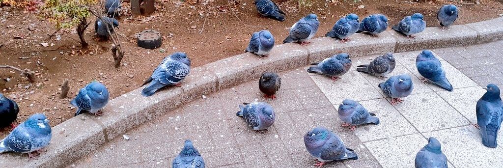だおの人 banner