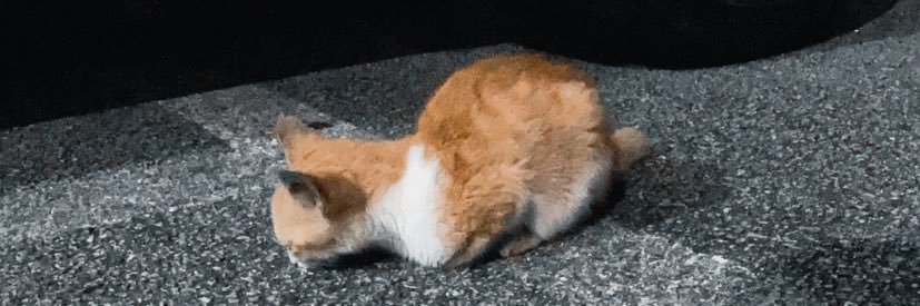 mirlftryx's profile banner image