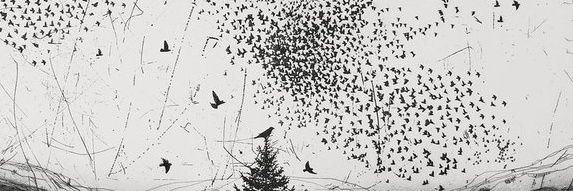 Selva Magnani banner