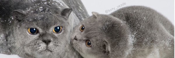 nepetascatnip Profile Banner