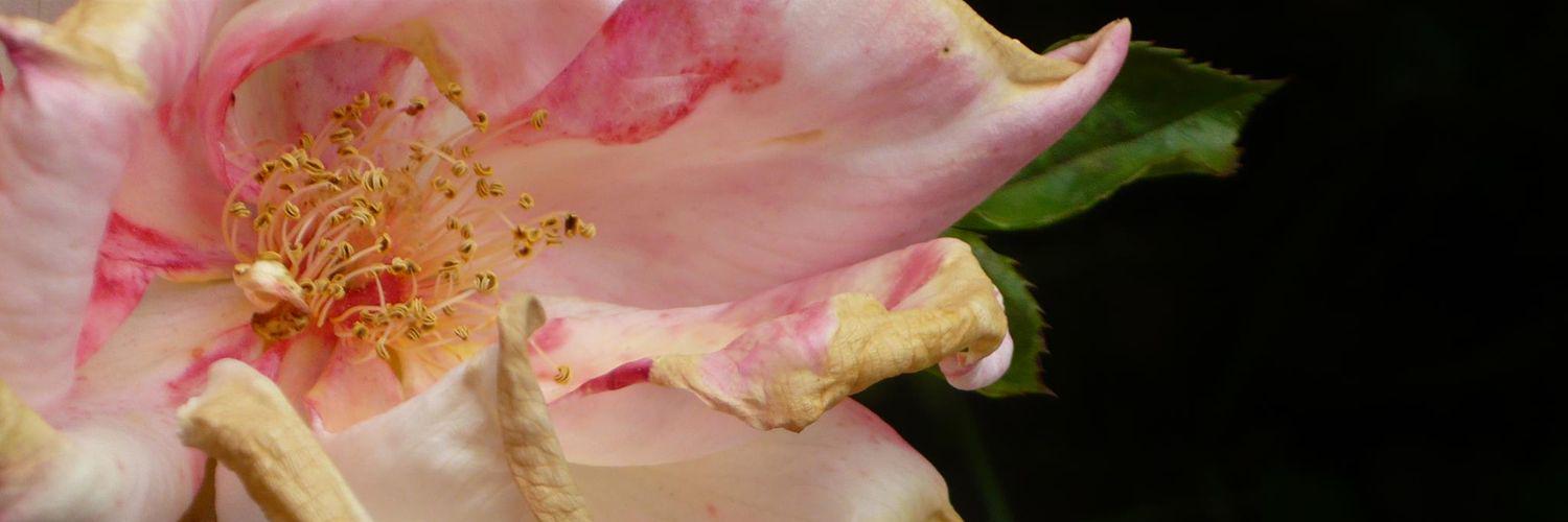 RosaCalderonJ's profile banner image